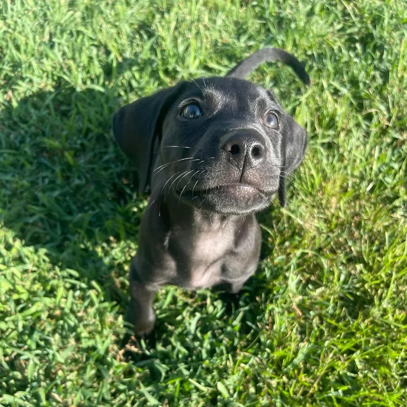 A baby small-sized male Black Labrador Retriever dog named Raider for adoption in Buffalo, MN
