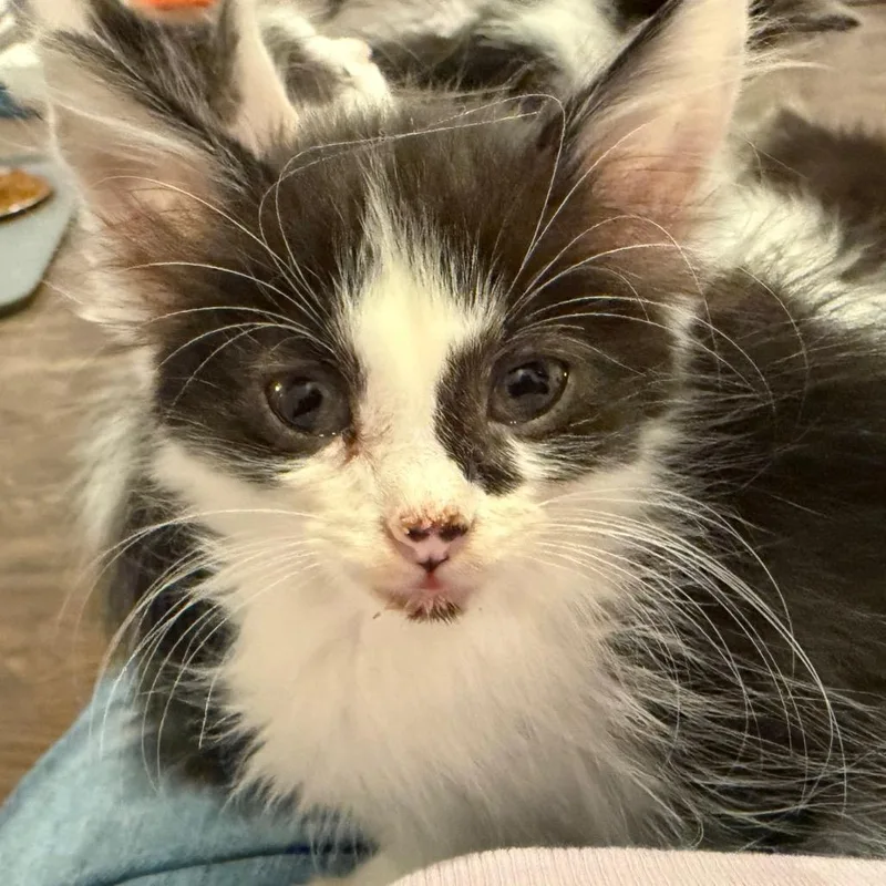A baby small-sized male Black Domestic Long Hair cat named Thor for adoption in Ferndale, MI