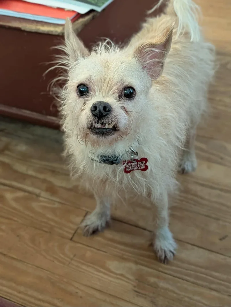 A senior small-sized male Terrier dog named Mr Pepper for adoption in Holly Springs, NC