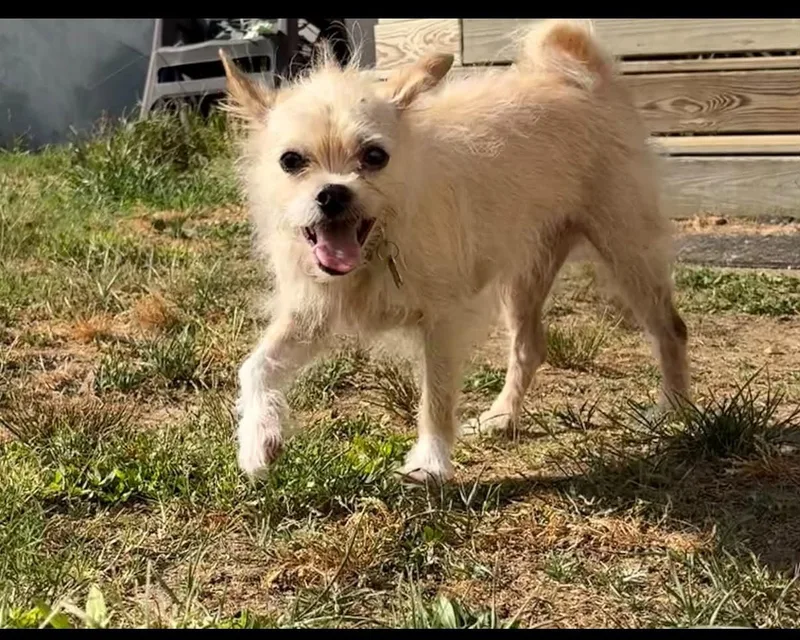 Mr Pepper thumbnail 2