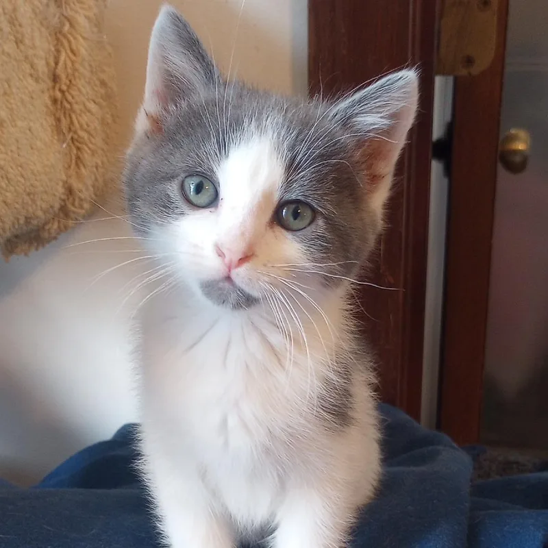 A baby small-sized male White Domestic Short Hair cat named Monty for adoption in Overland Park, KS