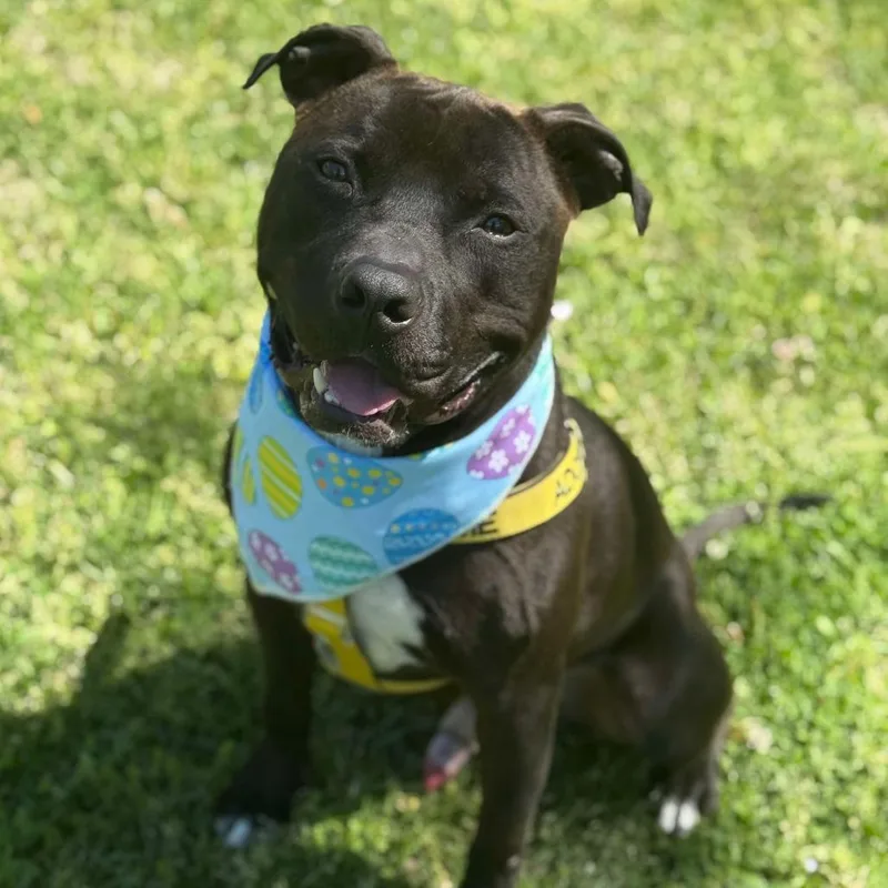 An adult medium-sized male Black Pit Bull Terrier dog named Happy H. for adoption in Greensboro, NC