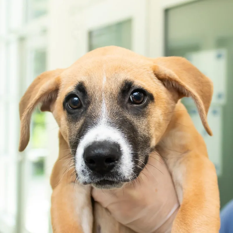 A baby small-sized male Black Mixed Breed dog named Portrait for adoption in Middletown, RI
