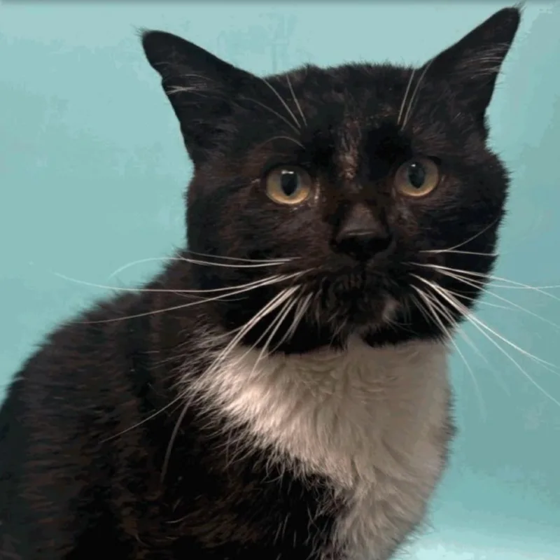 An adult large-sized male Black Domestic Short Hair cat named Robin for adoption in Lakewood, CO