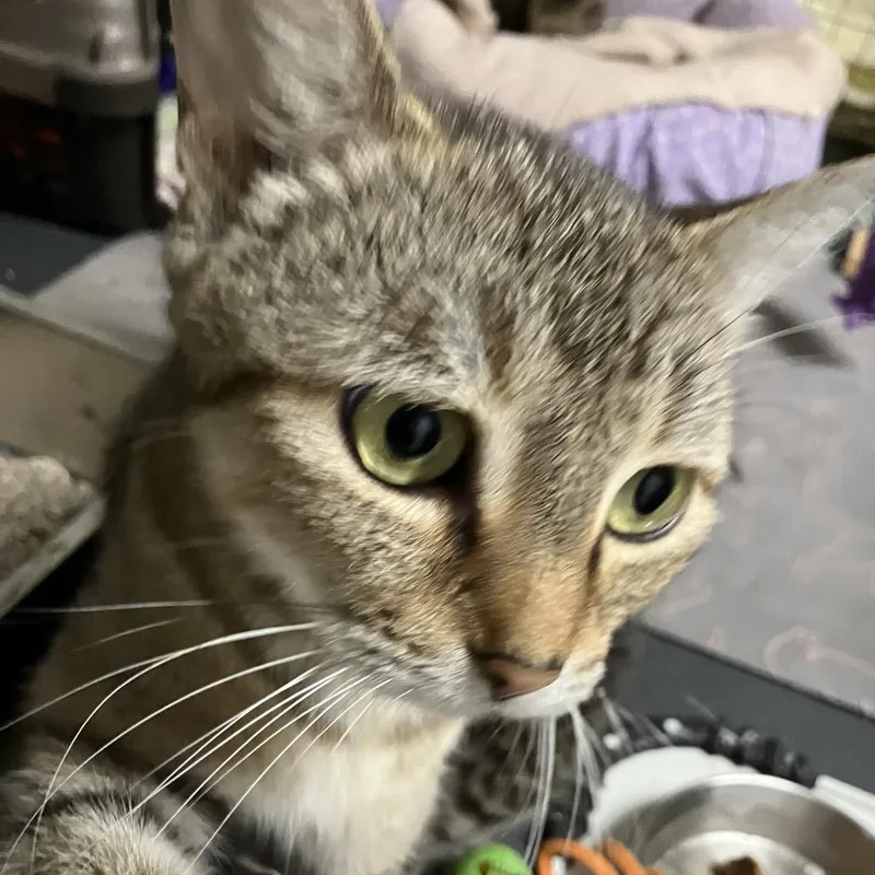 An adult medium-sized female Brown / Chocolate Domestic Short Hair cat named Mitzi for adoption in Overland Park, KS