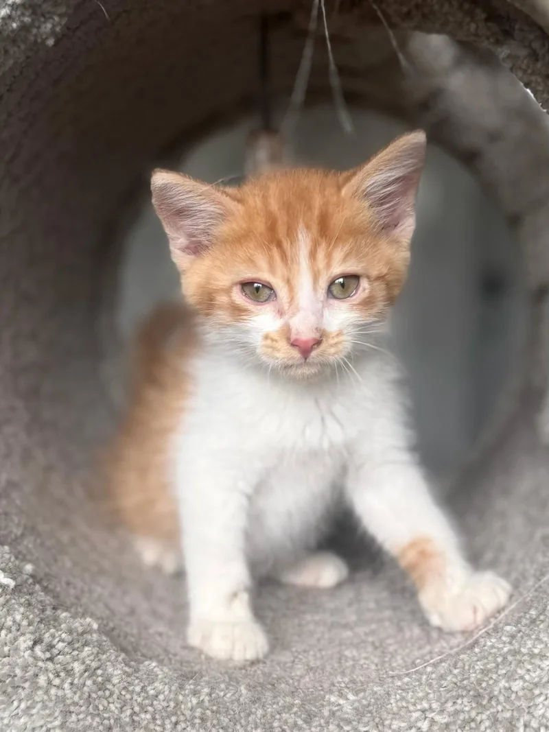 A baby medium-sized male Orange & White Domestic Short Hair cat named Bradley for adoption in Forest, VA