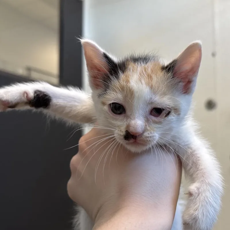 A baby small-sized female White Domestic Short Hair cat named Pistachio for adoption in Naperville, IL