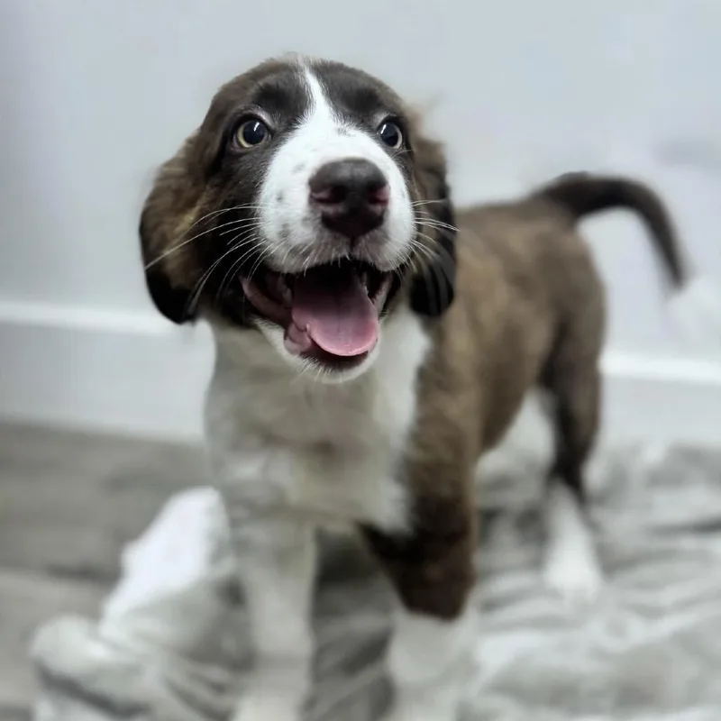 A baby medium-sized male Brown / Chocolate Australian Shepherd dog named Tater for adoption in Brownsboro, AL