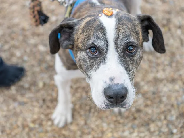 A senior large-sized male Hound dog named Lucky for adoption in Haw River, NC
