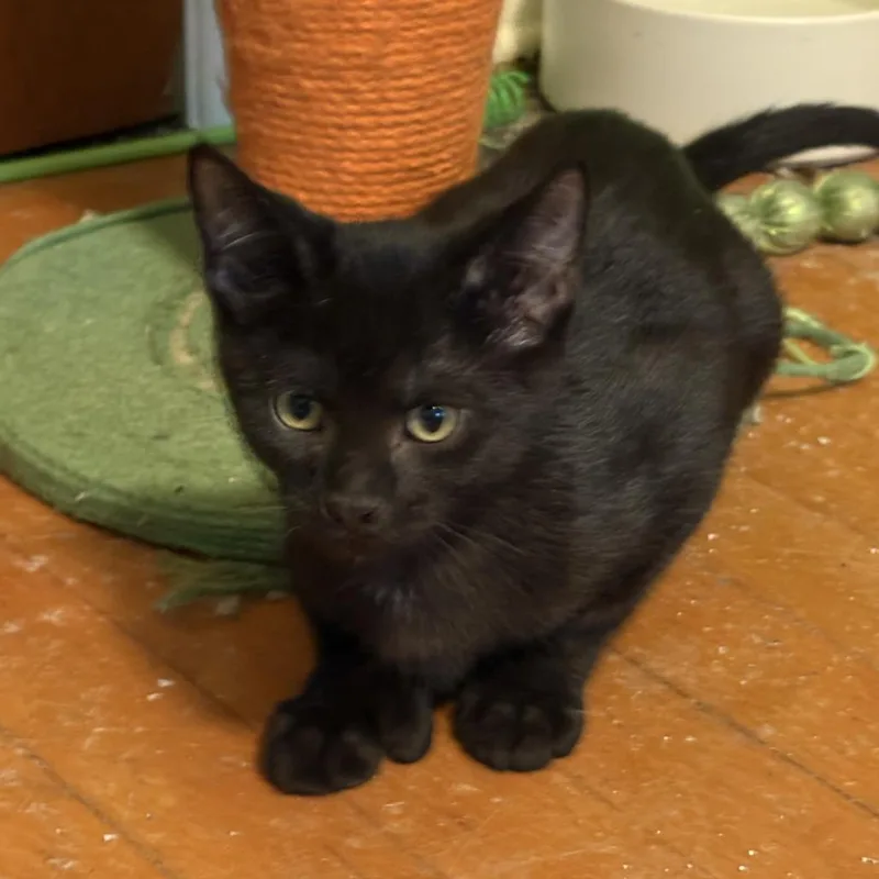 A baby small-sized male Black Domestic Short Hair cat named Panthro for adoption in Medina, OH
