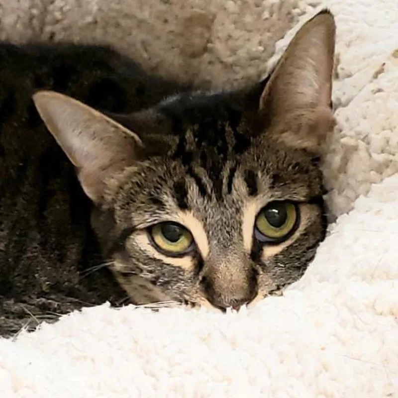 A senior small-sized female Black Domestic Short Hair cat named Cleo for adoption in Hemet, CA