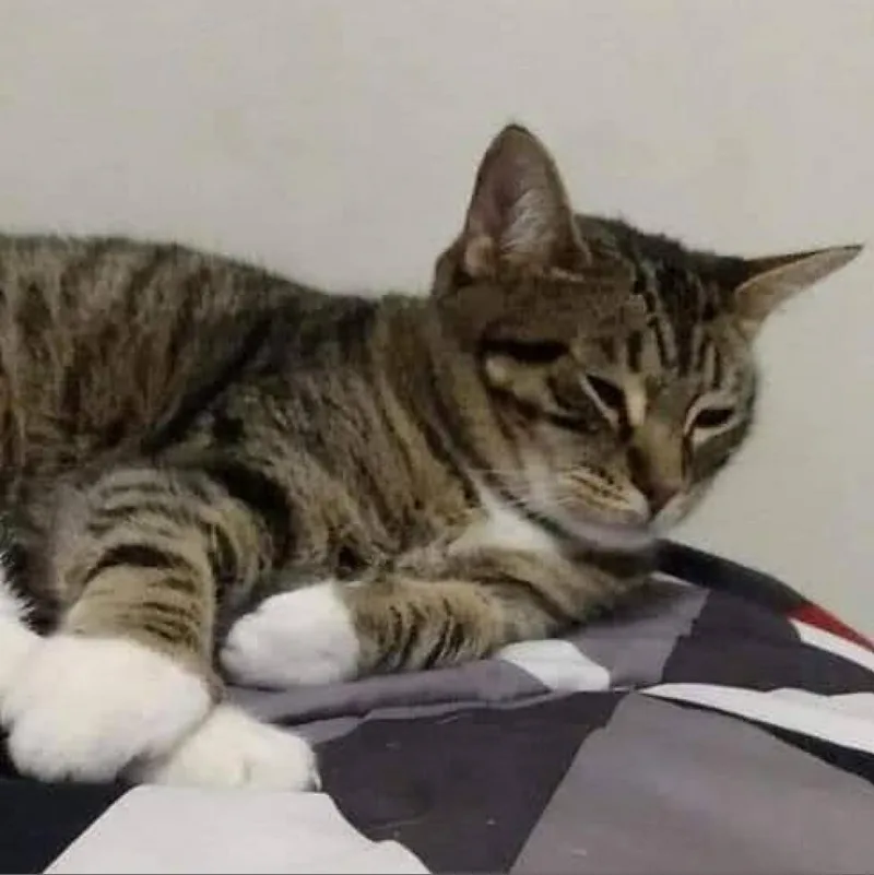 Cleo thumbnail 2