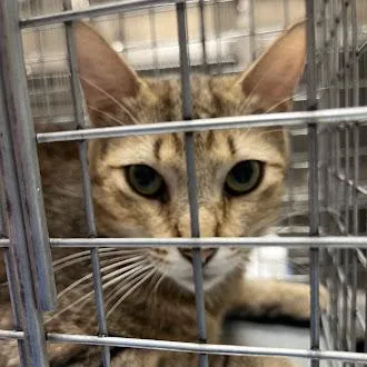 A young medium-sized male Domestic Short Hair cat named Chacha for adoption in Las Vegas, NV