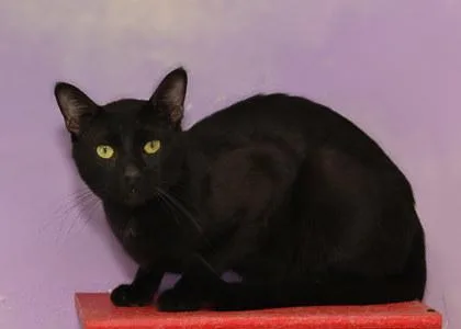 An adult medium-sized male Domestic Short Hair cat named Shade for adoption in Baton Rouge, LA