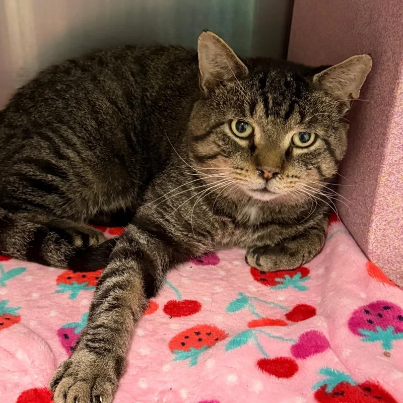 An adult large-sized male Domestic Short Hair cat named Stallion for adoption in Waukesha, WI