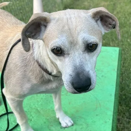 An adult medium-sized female Apricot / Beige Mixed Breed dog named Willow for adoption in Albany, NY