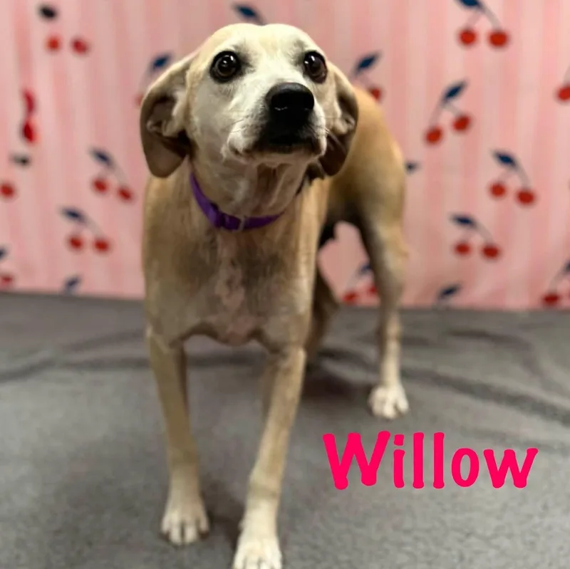Willow thumbnail 4
