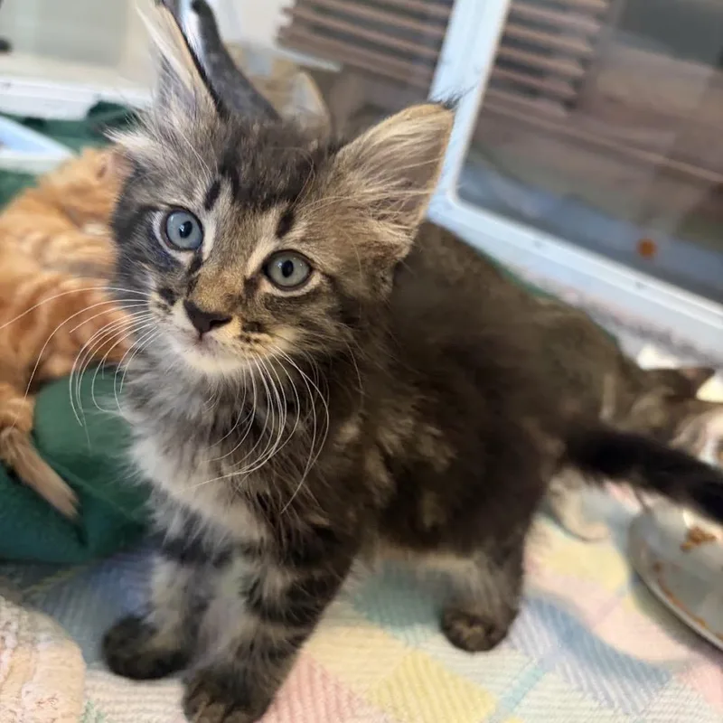 A baby small-sized male Brown / Chocolate Domestic Short Hair cat named Lafina for adoption in Austin, TX