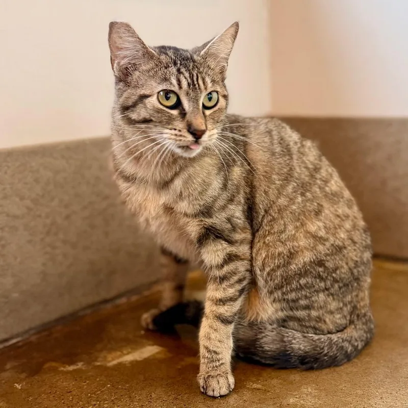 A young medium-sized female Tortoiseshell Domestic Short Hair cat named Georgia for adoption in Green Bay, WI