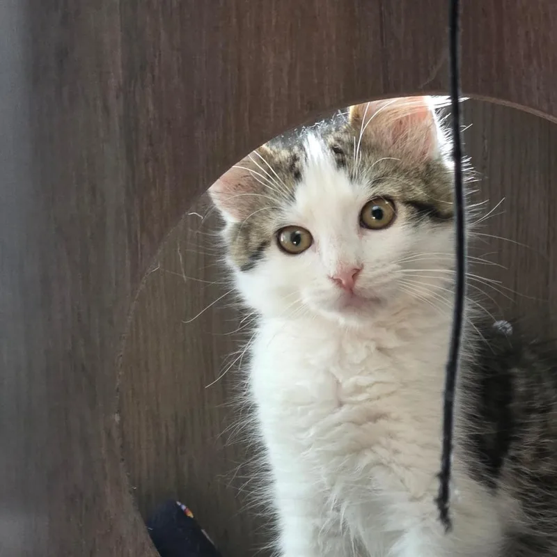 A baby small-sized male Brown / Chocolate Domestic Short Hair cat named Bloody Baron for adoption in Fredericksburg, VA