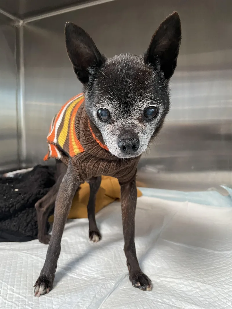 A senior small-sized male Brown / Chocolate Chihuahua dog named Peter for adoption in West Hollywood, CA