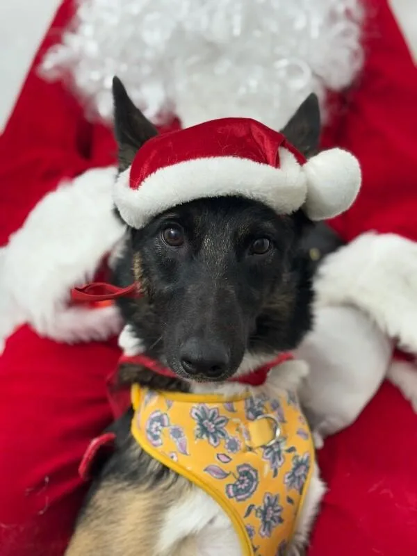 A young medium-sized female Tricolor (Brown, Black, & White) Belgian Shepherd / Malinois dog named Gabby for adoption in Carlsbad, CA