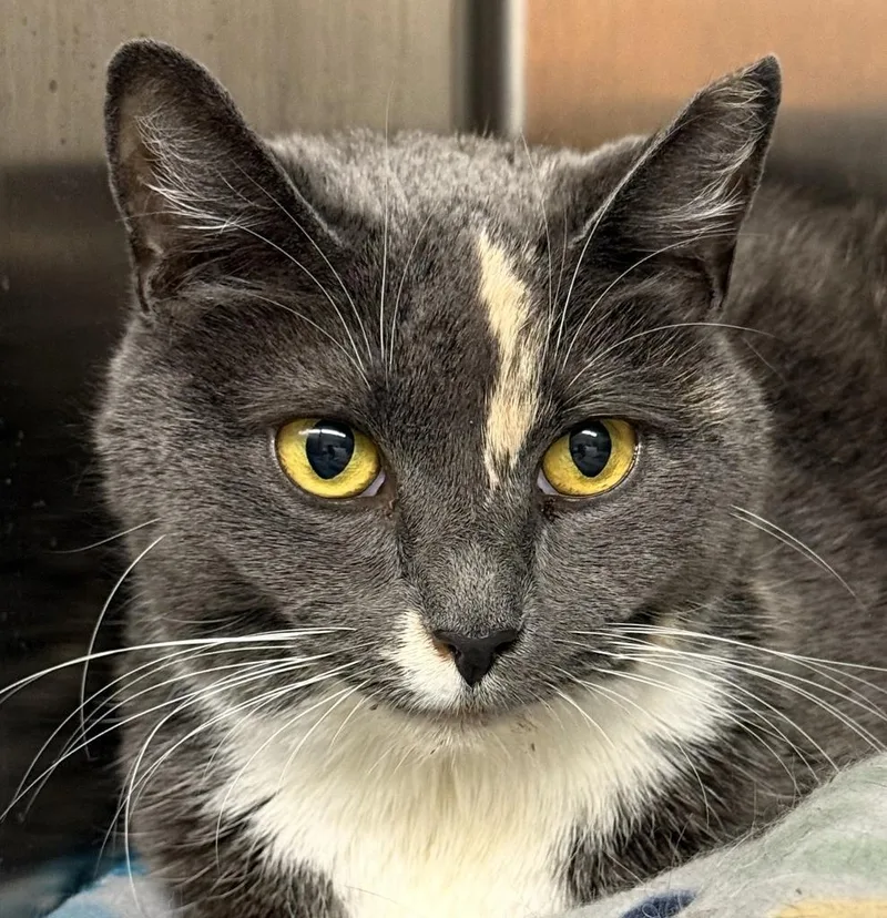 An adult medium-sized female Domestic Short Hair cat named Nina for adoption in Ontario, OR
