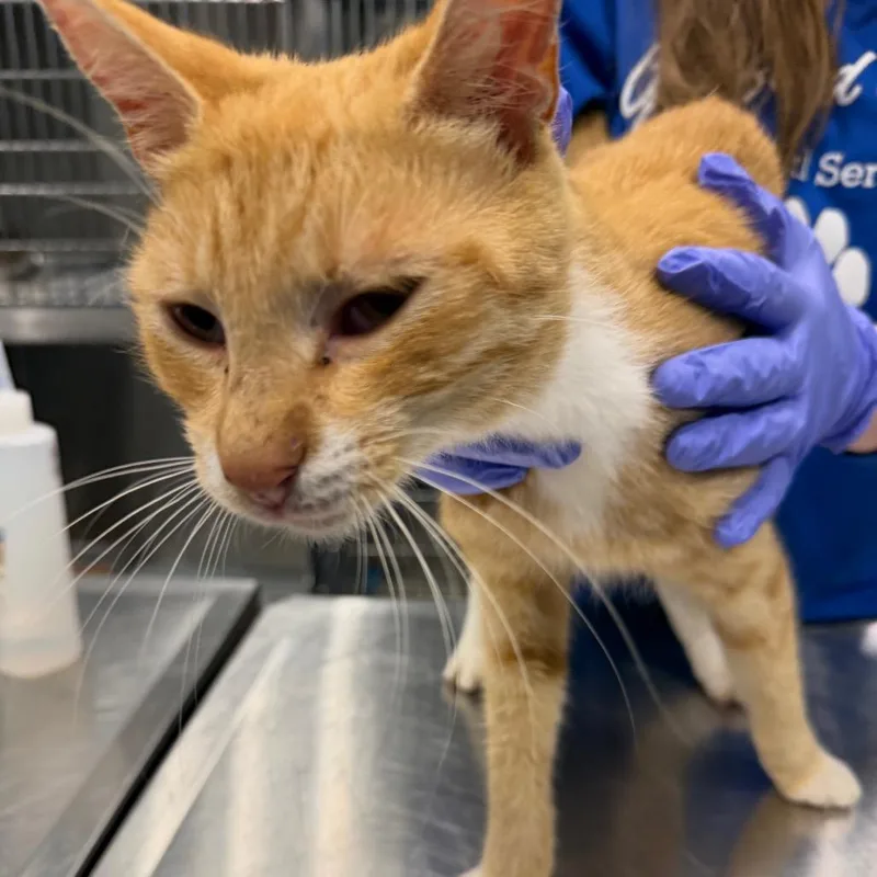 An adult medium-sized male Domestic Short Hair cat named Parkour for adoption in Greensboro, NC