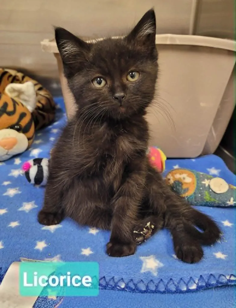 A baby small-sized male Domestic Short Hair cat named Licorice for adoption in Richmond, IN