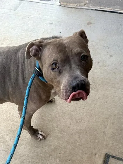 An adult medium-sized female Pit Bull Terrier dog named Jalen for adoption in Atlanta, GA