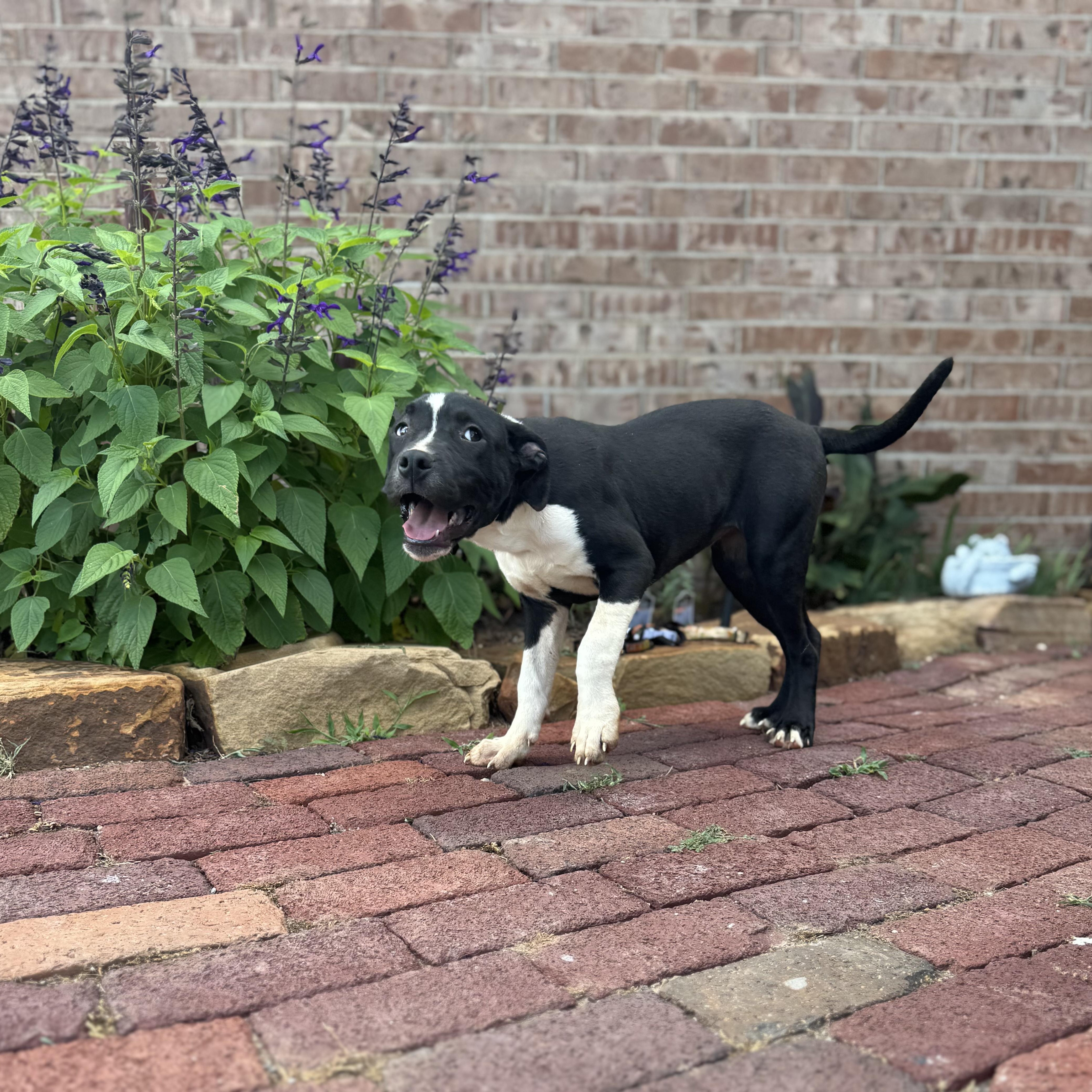 A baby medium-sized female Black American Staffordshire Terrier dog named Indy for adoption in Chatham, NJ