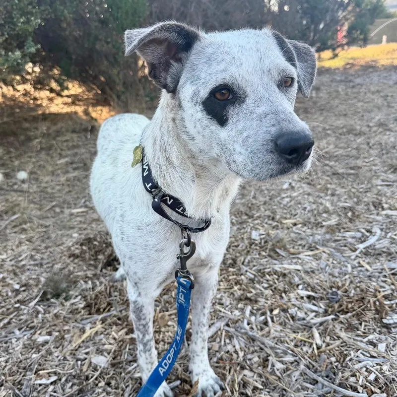 An adult medium-sized female White / Cream Australian Cattle Dog / Blue Heeler named Dawn for adoption in Point Richmond, CA
