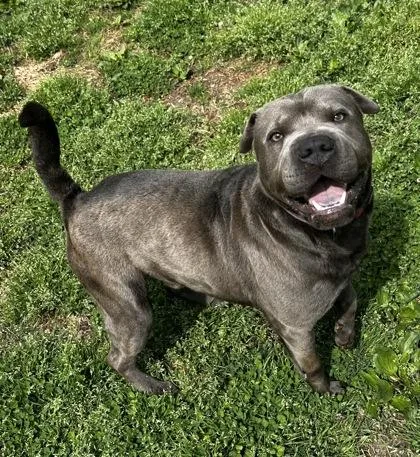 A young large-sized male Shar-Pei dog named Goober for adoption in Wilkesboro, NC