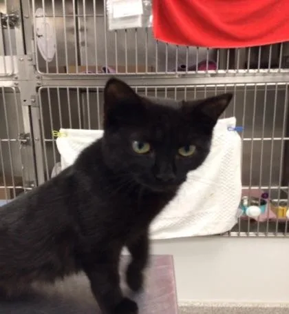 A baby medium-sized female Domestic Short Hair cat named Maribeth for adoption in Elmira, NY