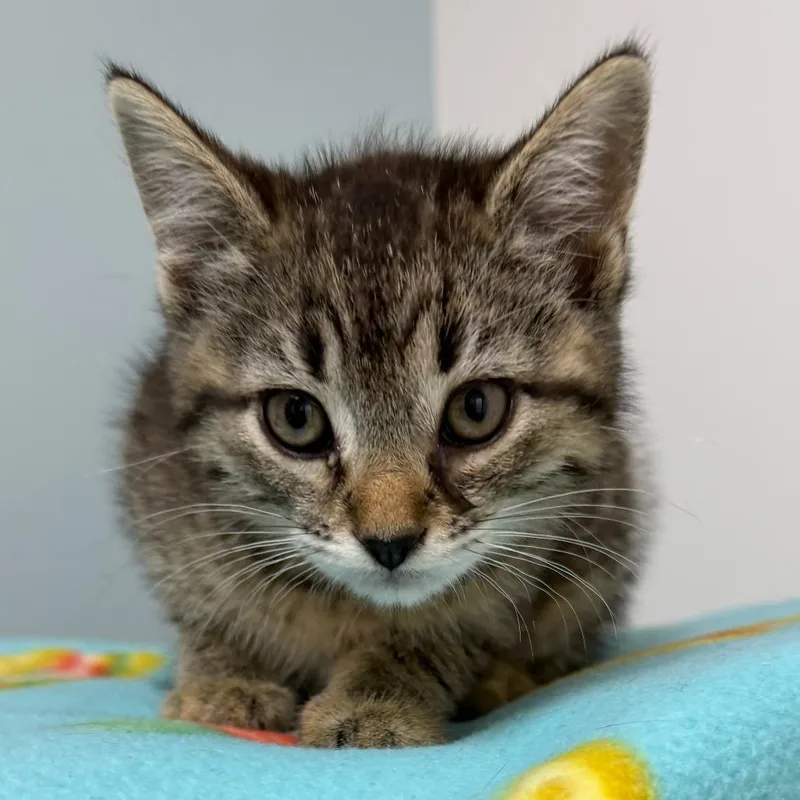 A baby small-sized female Brown / Chocolate American Shorthair cat named Carly for adoption in Deerfield, IL