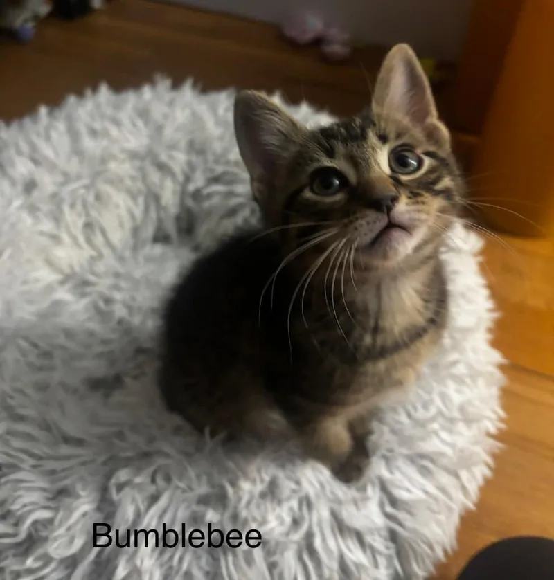 Bumblebee thumbnail 5