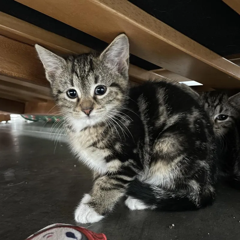A baby small-sized female White Domestic Short Hair cat named Sugar for adoption in Fairmont, WV