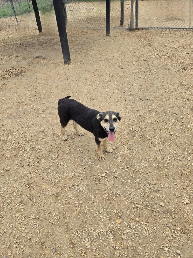 A young medium-sized female Mixed Breed dog named Bridget for adoption in Maquoketa, IA