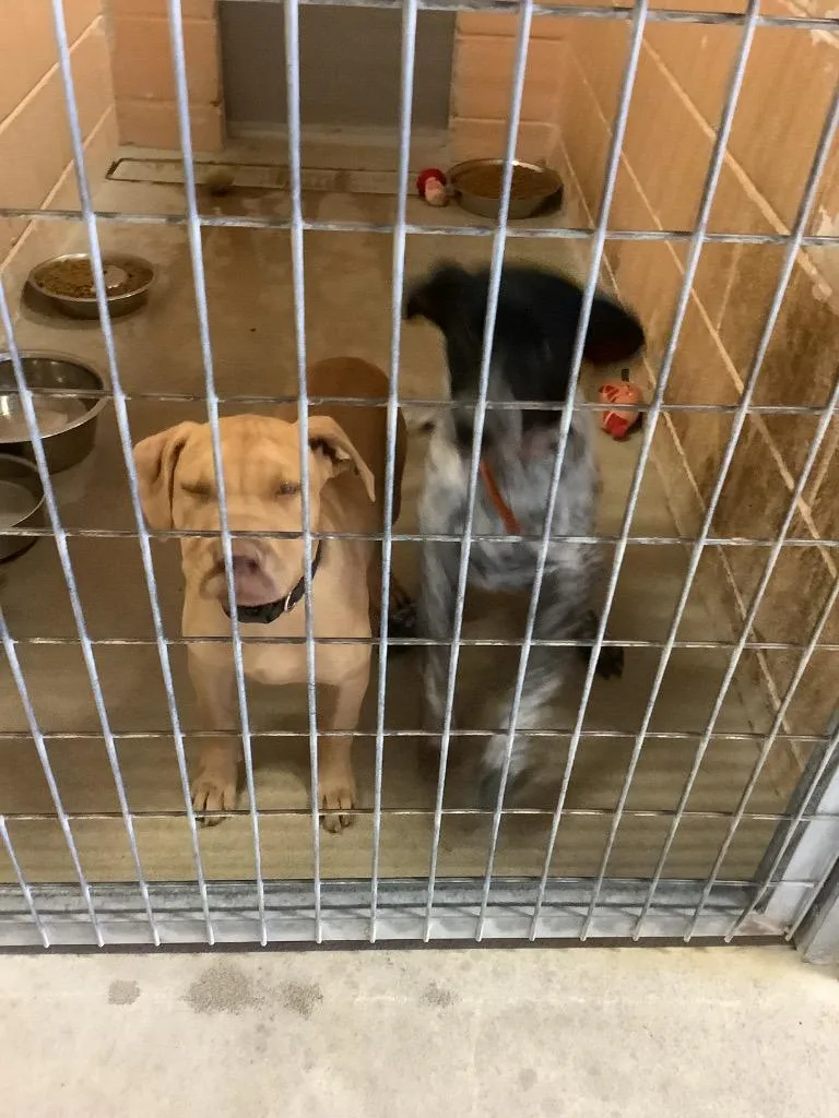 A young medium-sized male American Staffordshire Terrier dog named Red Sailor for adoption in New Braunfels, TX