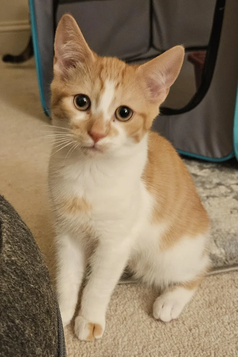 A baby medium-sized male Tabby (Orange / Red) Tabby cat named Winslow for adoption in Frederick, MD