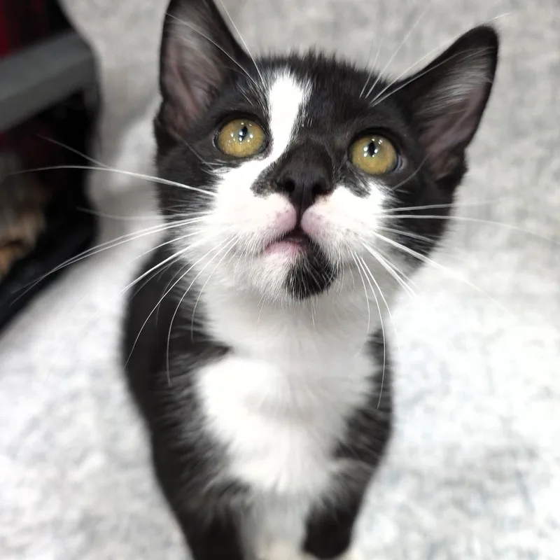A baby small-sized male Domestic Short Hair cat named Bow Tie for adoption in Michigan City, IN
