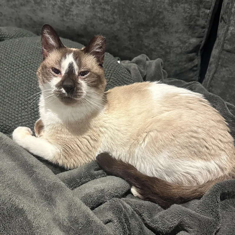 A young medium-sized male Chocolate Point Siamese cat named Duke Simon for adoption in Lemoyne, PA