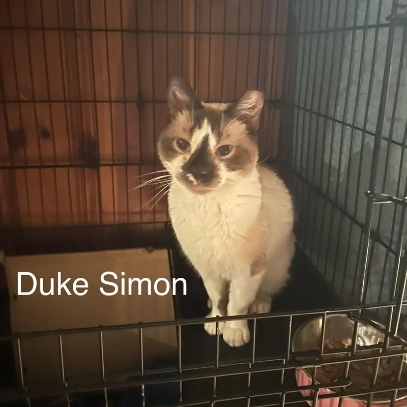 Duke Simon thumbnail 5