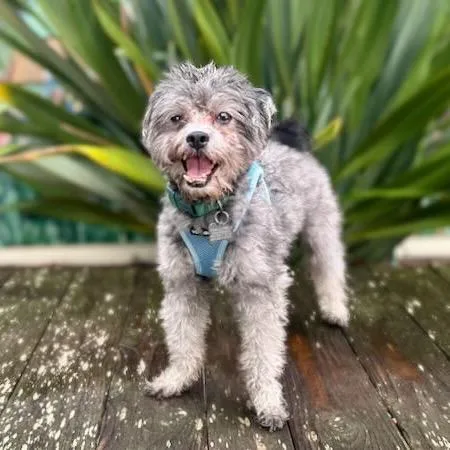 An adult small-sized male Gray / Blue / Silver Poodle dog named Studebaker for adoption in Pacific Grove, CA