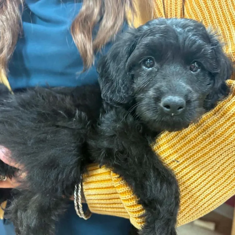 A baby medium-sized female Black Dachshund dog named Ducky Puppy: Lorelai for adoption in Washington, DC