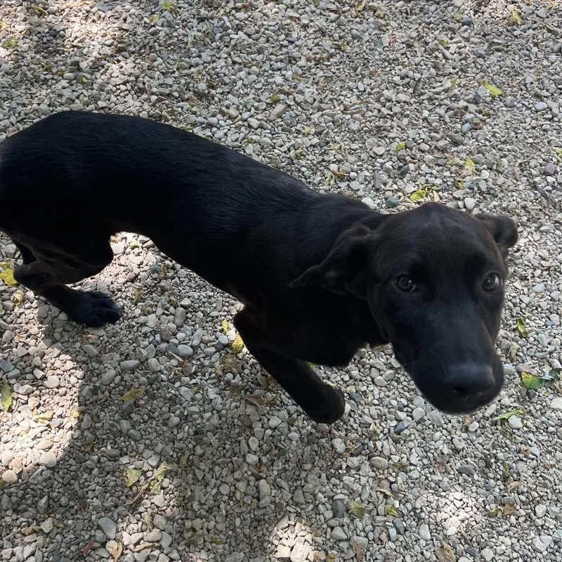 A baby large-sized male Black Golden Retriever dog named Frodo for adoption in Madison, WI