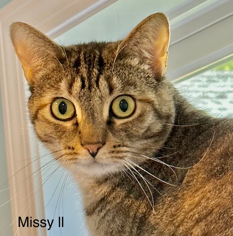 Missy thumbnail 2