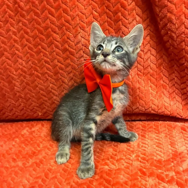A baby medium-sized male Gray / Blue / Silver Russian Blue cat named Draco for adoption in Gregory, TX