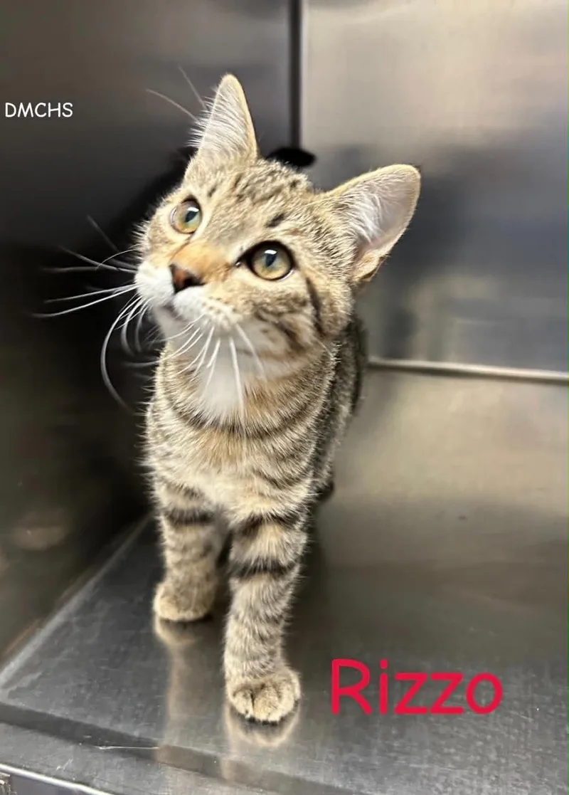 A baby small-sized female Tabby (Brown / Chocolate) Domestic Short Hair cat named Rizzo for adoption in Burlington, IA