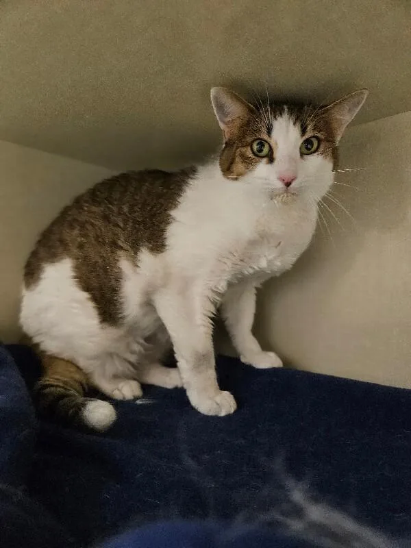 An adult medium-sized female Brown / Chocolate Domestic Short Hair cat named Giggles for adoption in Fort Collins, CO